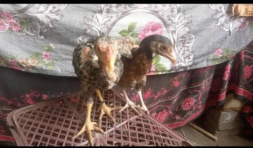 Aseel pair ha