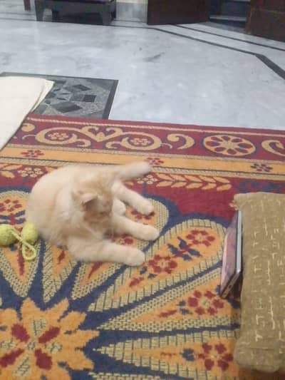 pure Persian kittens