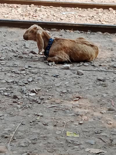 desi dogli female for sale