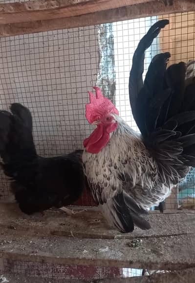 Japanese bantam pair Silver