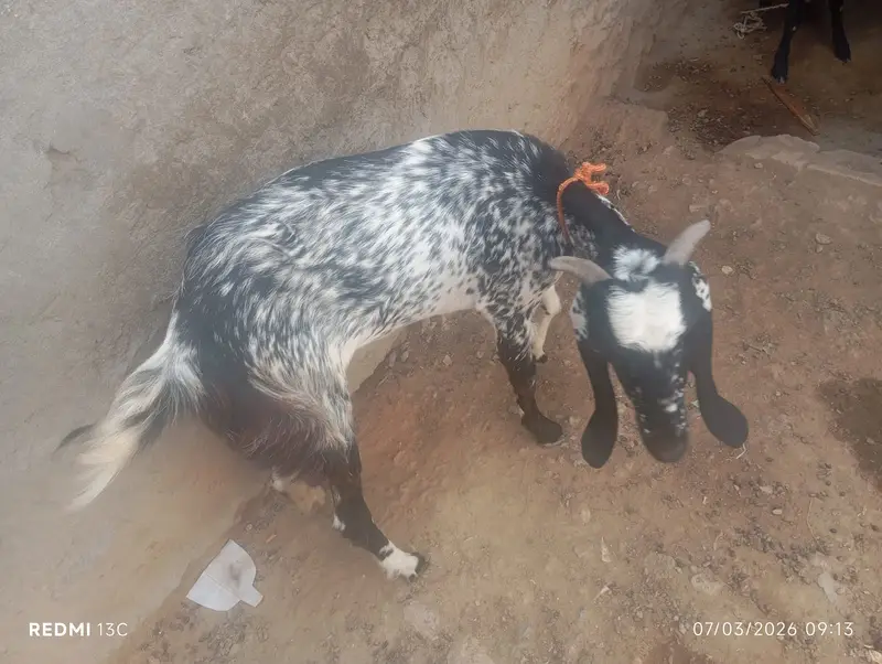 Pure Beetal Bakra | rajanpuri Bakri for sale | makki cheena goat |sale