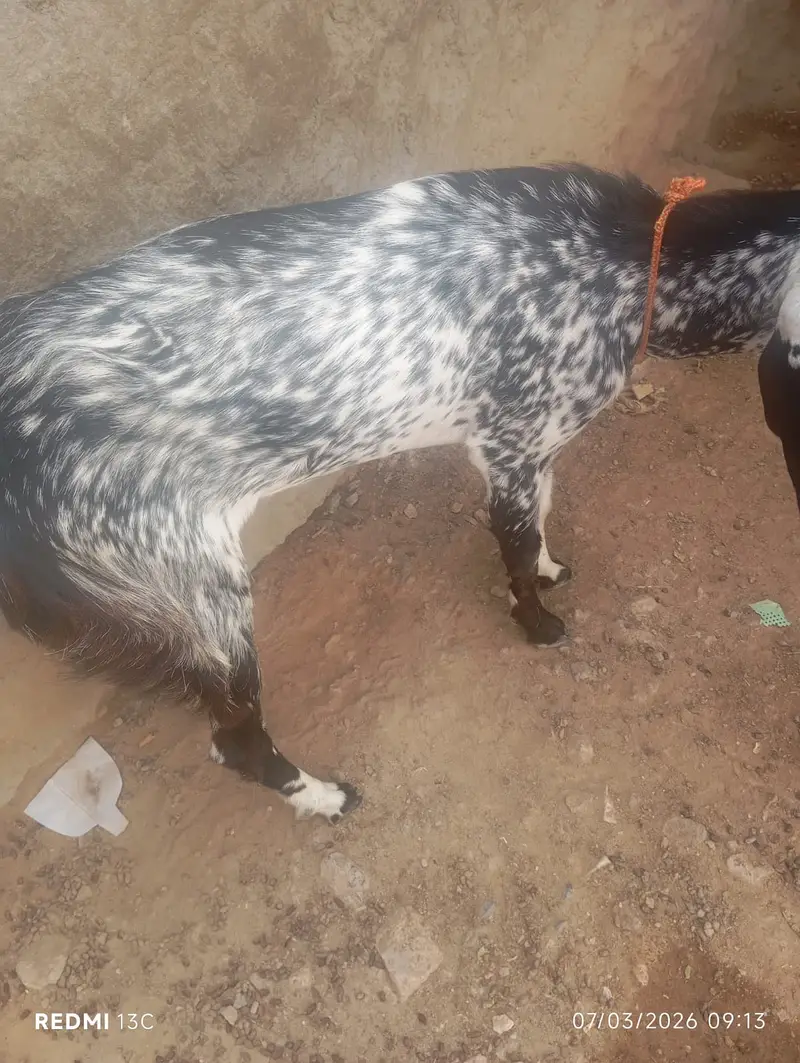 Pure Beetal Bakra | rajanpuri Bakri for sale | makki cheena goat |sale — photo 2