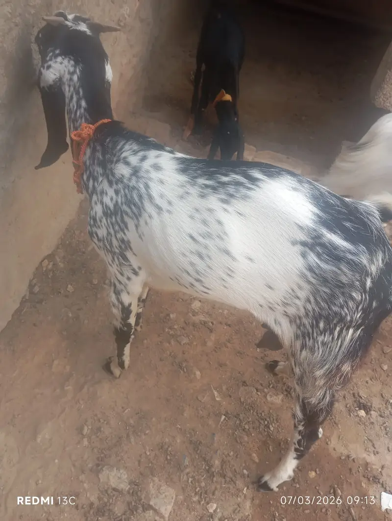 Pure Beetal Bakra | rajanpuri Bakri for sale | makki cheena goat |sale — photo 3