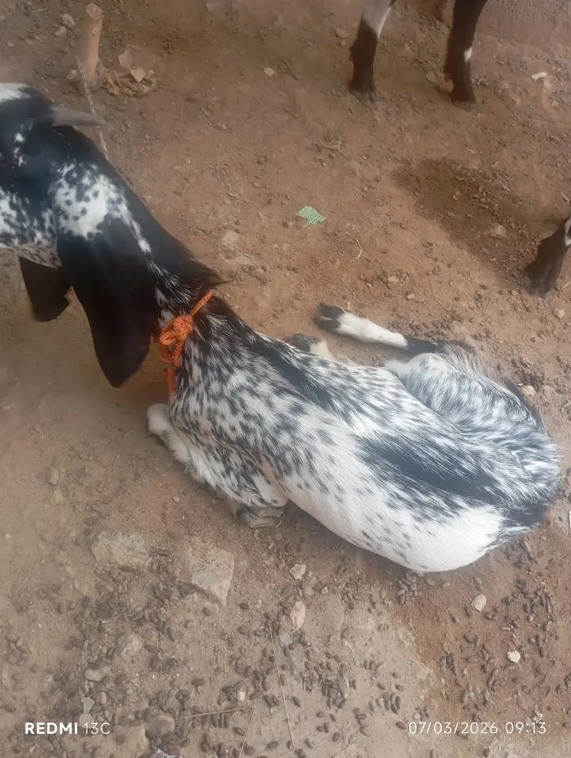 Pure Beetal Bakra | rajanpuri Bakri for sale | makki cheena goat |sale — photo 4