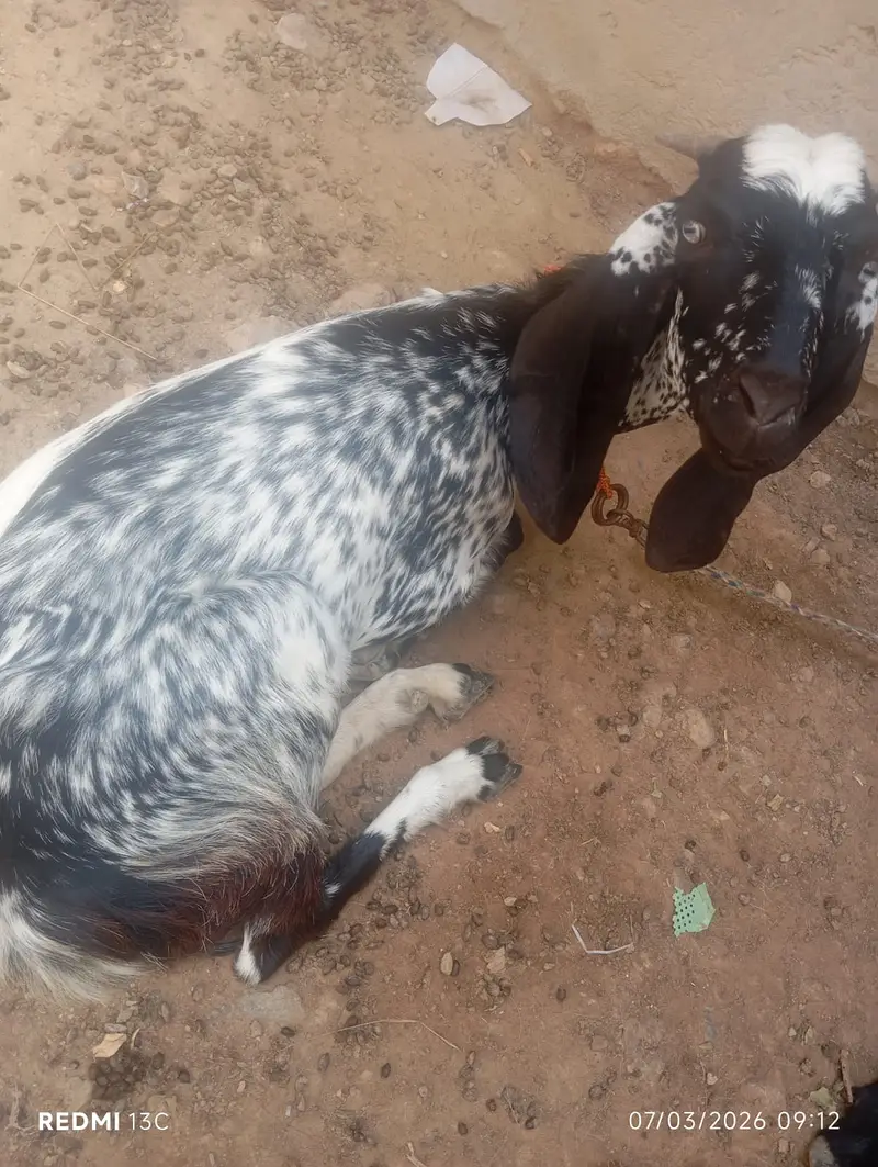 Pure Beetal Bakra | rajanpuri Bakri for sale | makki cheena goat |sale — photo 5