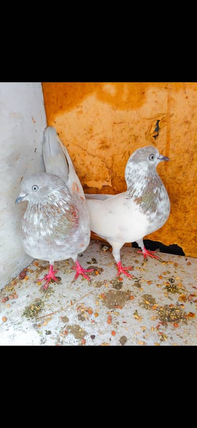 High class patti wala pair sale.