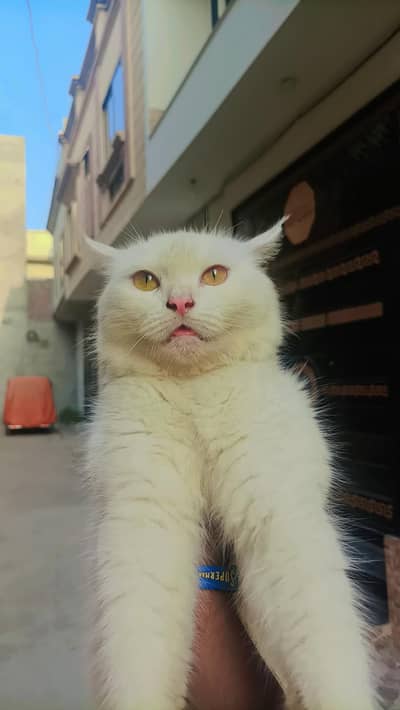 cat and kittens are available All varirty is persian