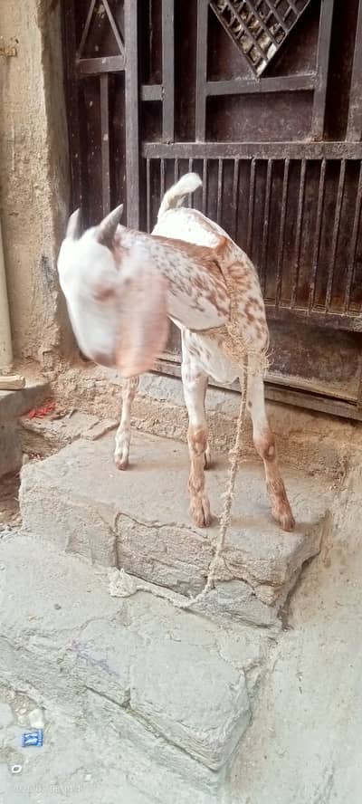 Goat baby male for sale