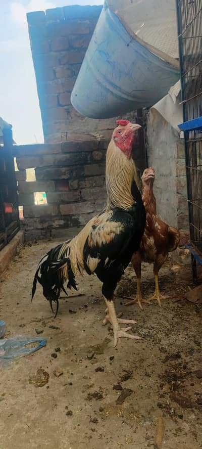 ASEEL JAVA good  for breed and nice quality. 