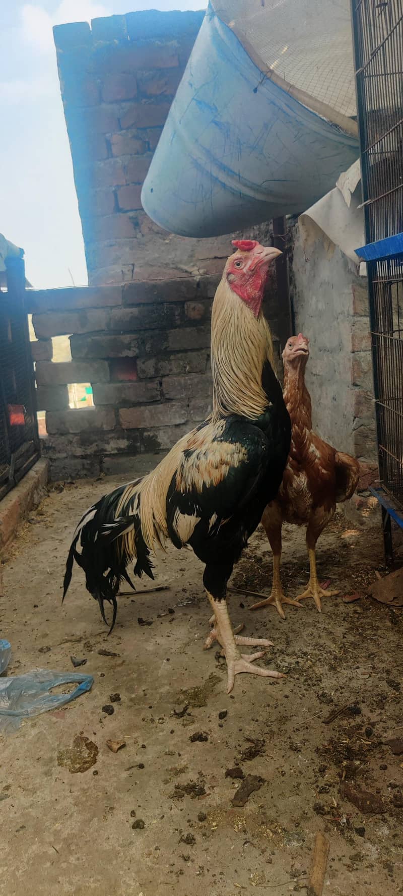 ASEEL JAVA good  for breed and nice quality.  0