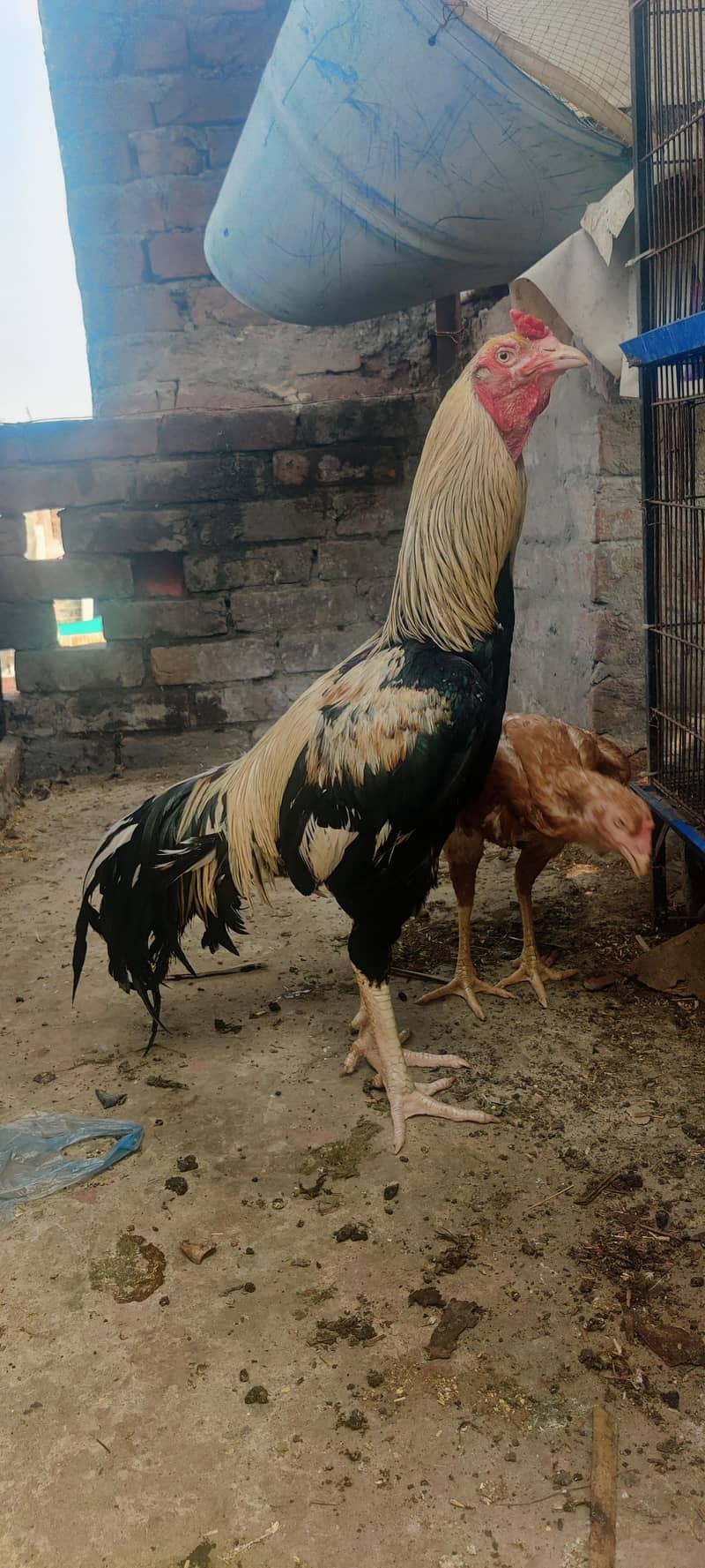 ASEEL JAVA good  for breed and nice quality.  1