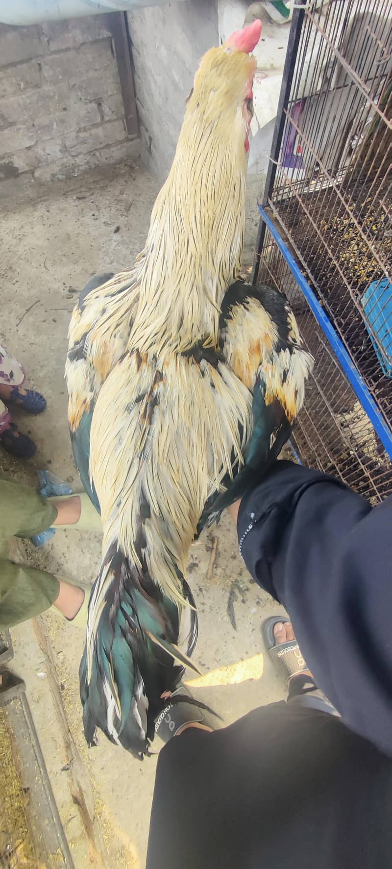 ASEEL JAVA good  for breed and nice quality.  2