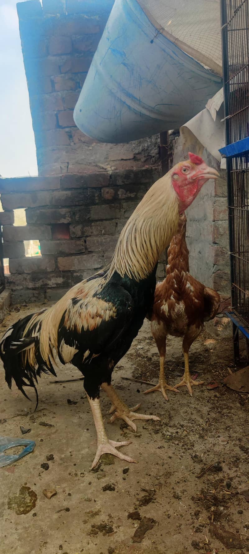 ASEEL JAVA good  for breed and nice quality.  3