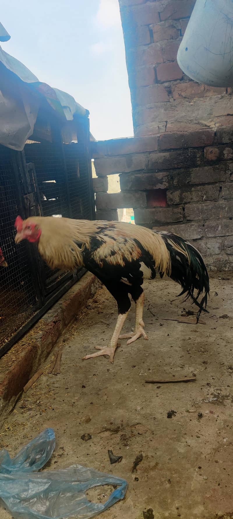 ASEEL JAVA good  for breed and nice quality.  4