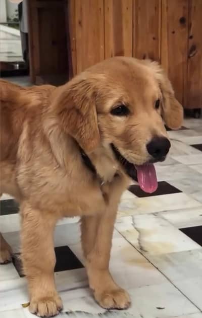 Golden Retriever Pedigree for Urgent sale in ISB