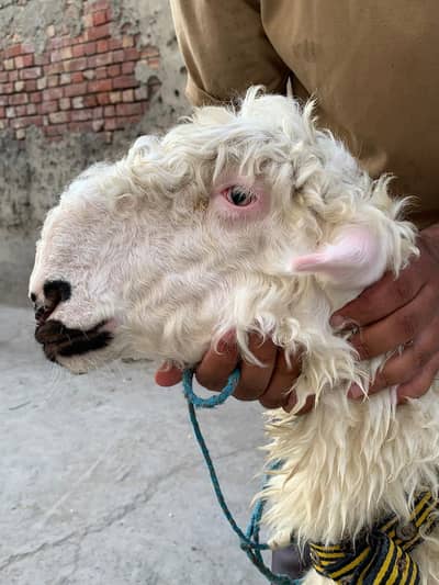 gulabi bacha