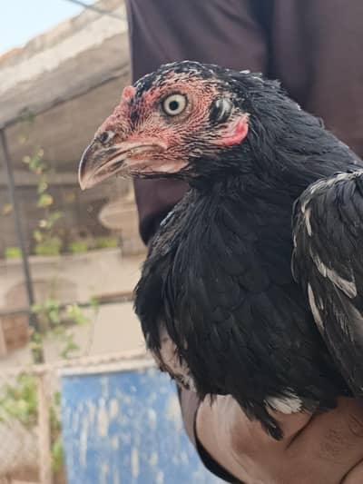 Aseel mianwali madi for sale