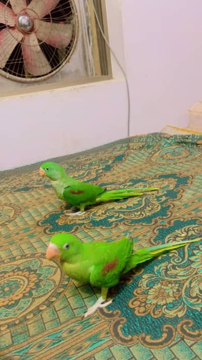 Khasmhiri RAW Parrot Pair – 5 Month Old – Healthy & Half Self