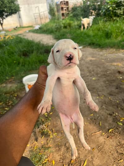 Dogo Argentino female