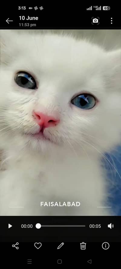 pure Persian kittens