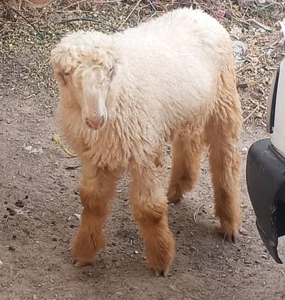Pair of Sheeps for sale