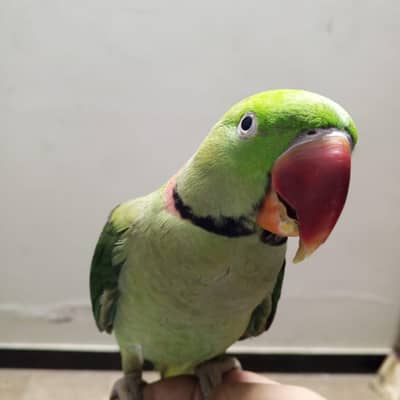 Raw parrot male