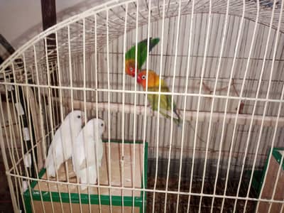 love birds