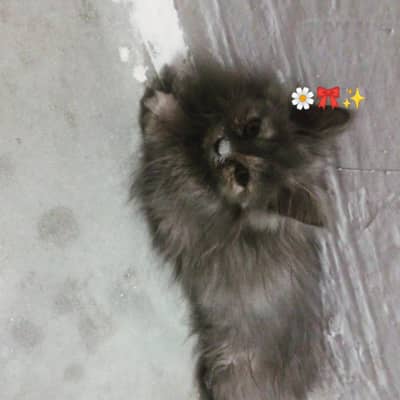 persin cat urgent sale