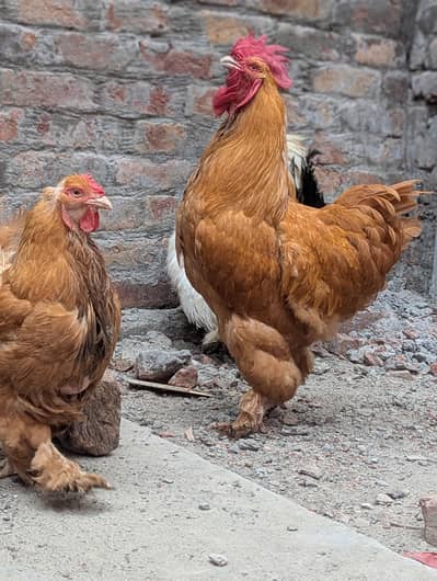 golden buff, silkie, polish,aseel,white buff available