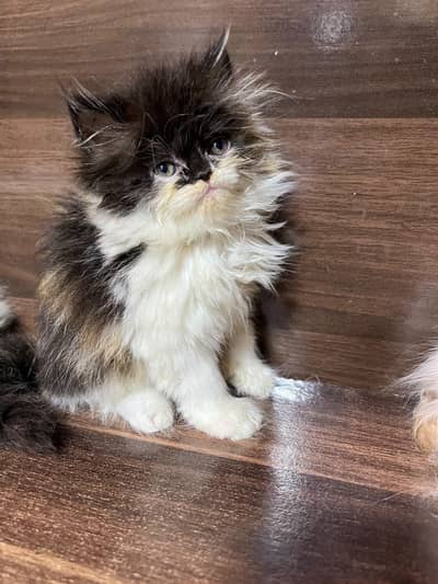 pike face punch face kittens / Persian kittens/ Triple coated