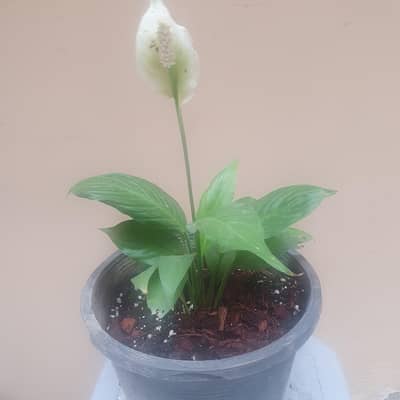 peace lily
