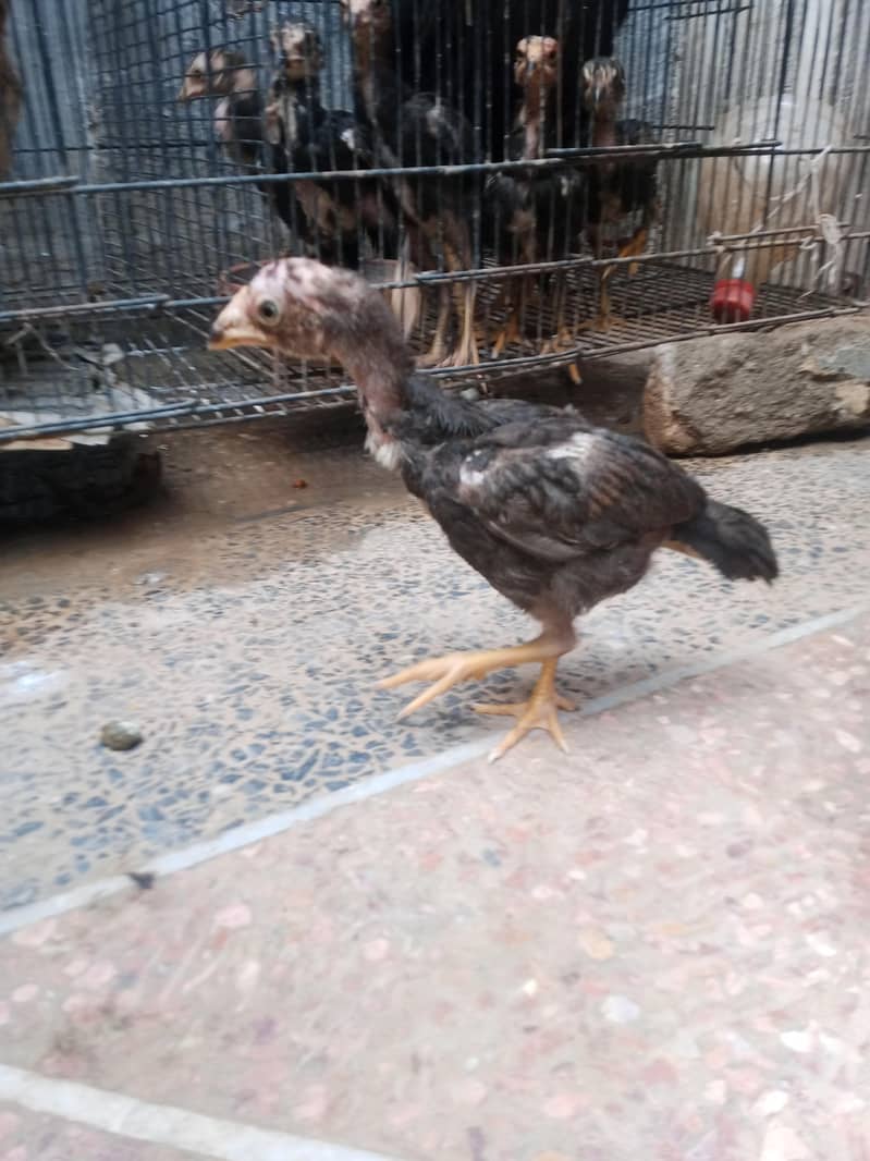 chiks 2