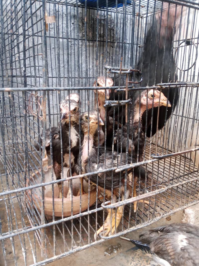 chiks 3