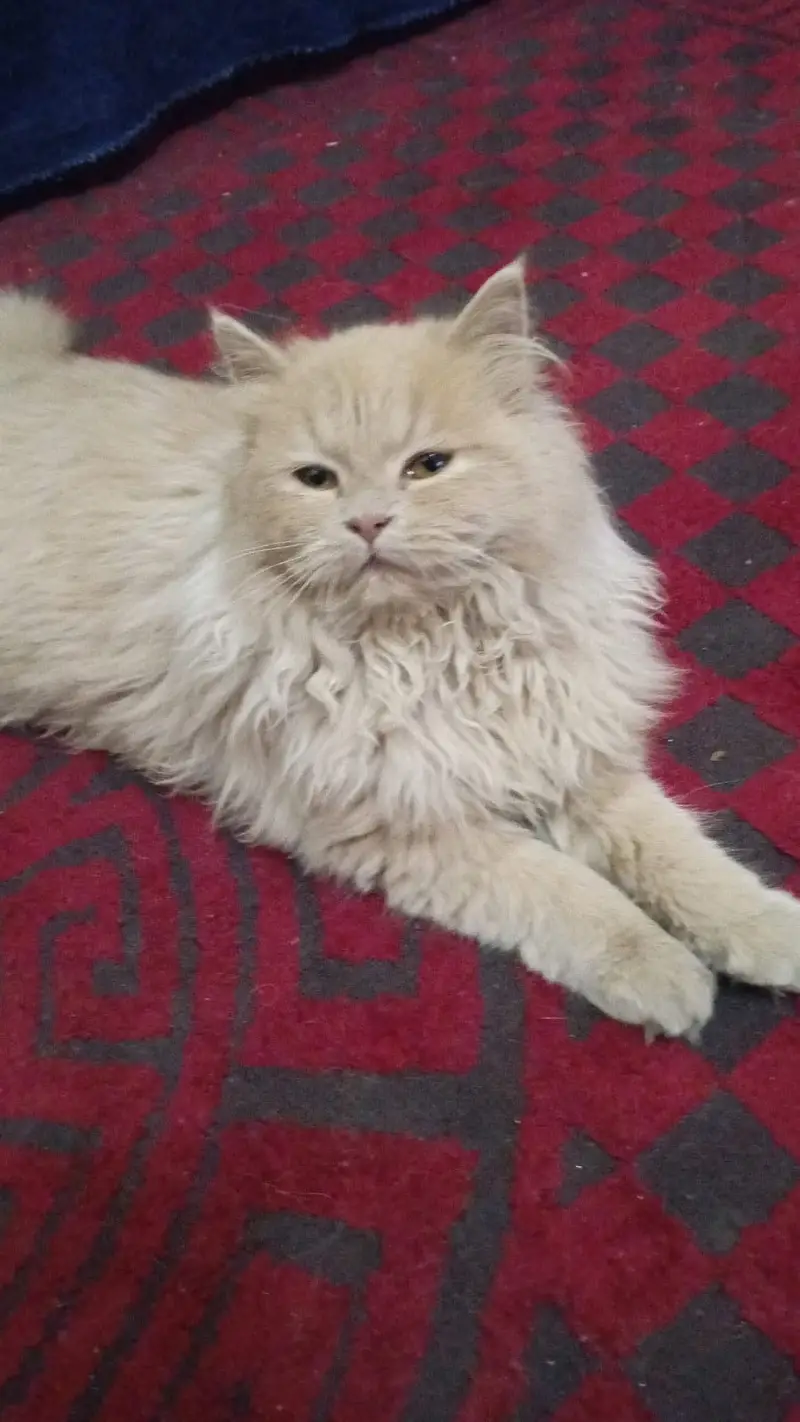 Persion Pair Cats for sale