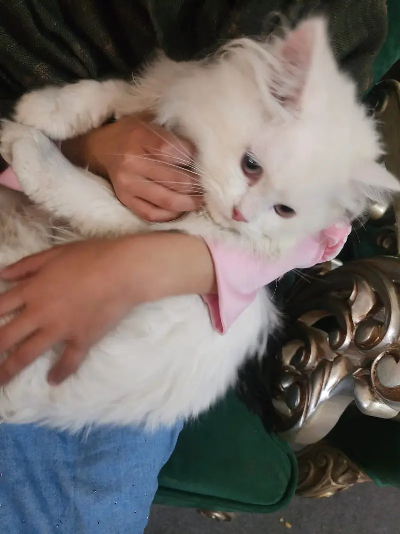 Persion Pair Cats for sale — photo 2