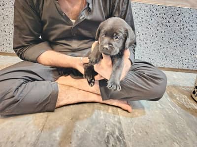 Labrador puppies available male and female