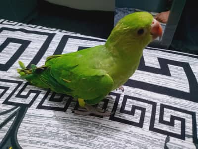 Ringneck baby hand tame