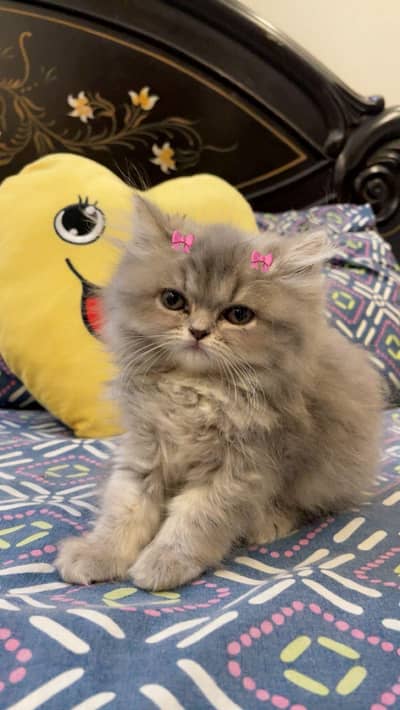 Persian kitten