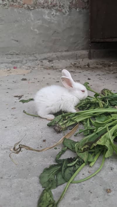 Rabbits red eye and brown