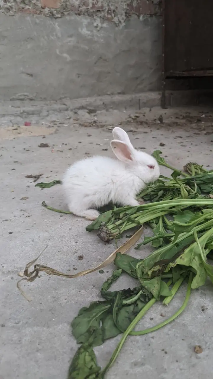 Rabbits red eye and brown