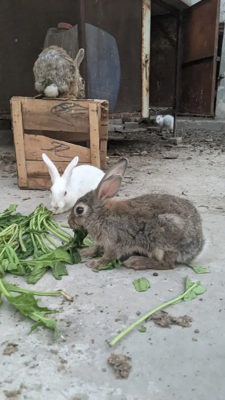 Rabbits red eye and brown — photo 2