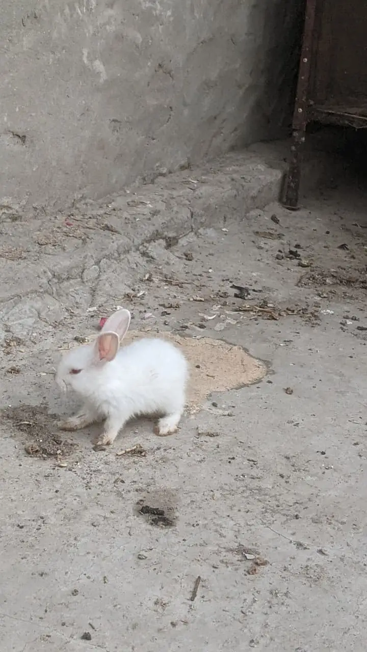 Rabbits red eye and brown — photo 3