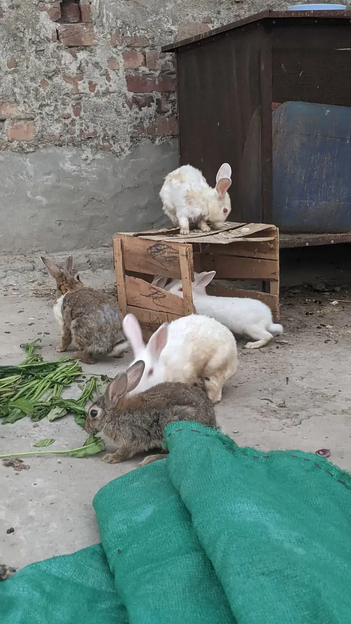 Rabbits red eye and brown — photo 4