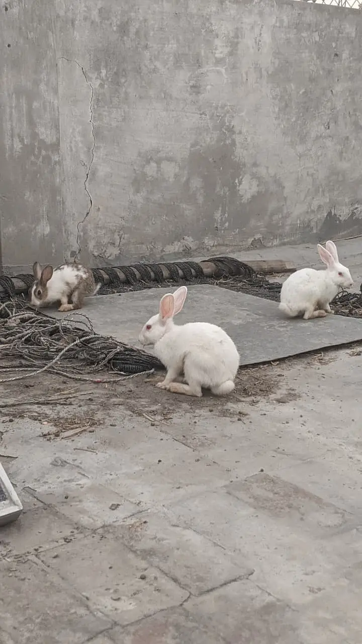 Rabbits red eye and brown — photo 5