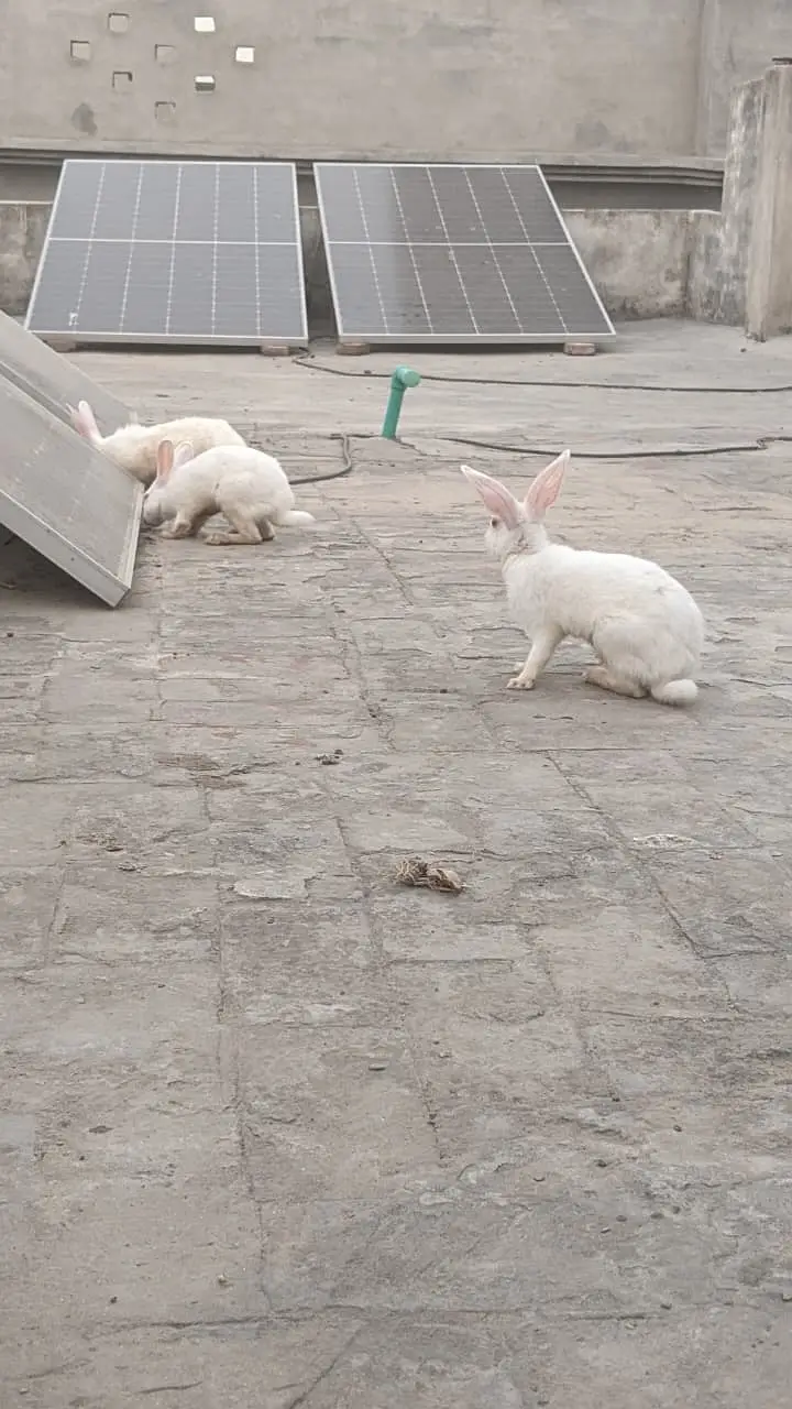 Rabbits red eye and brown — photo 6