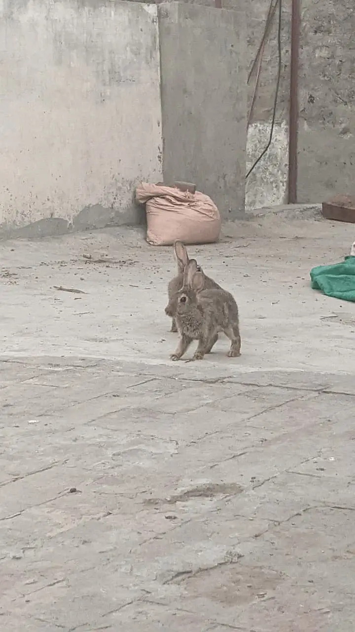 Rabbits red eye and brown — photo 7