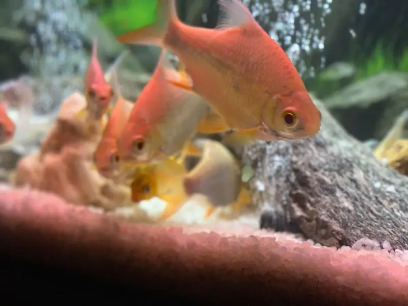 Homegrown Aquarium Fishes