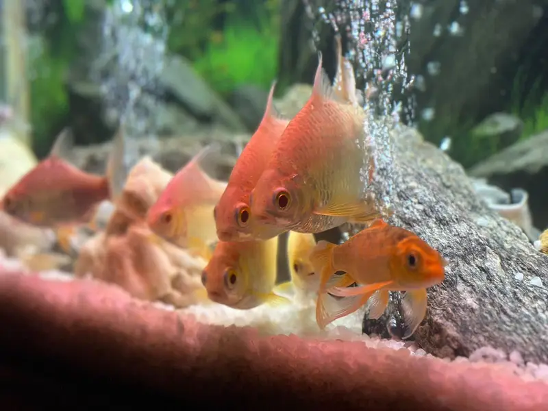 Homegrown Aquarium Fishes — photo 2