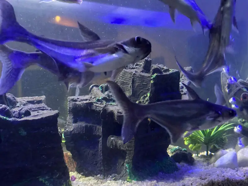 Homegrown Aquarium Fishes — photo 3