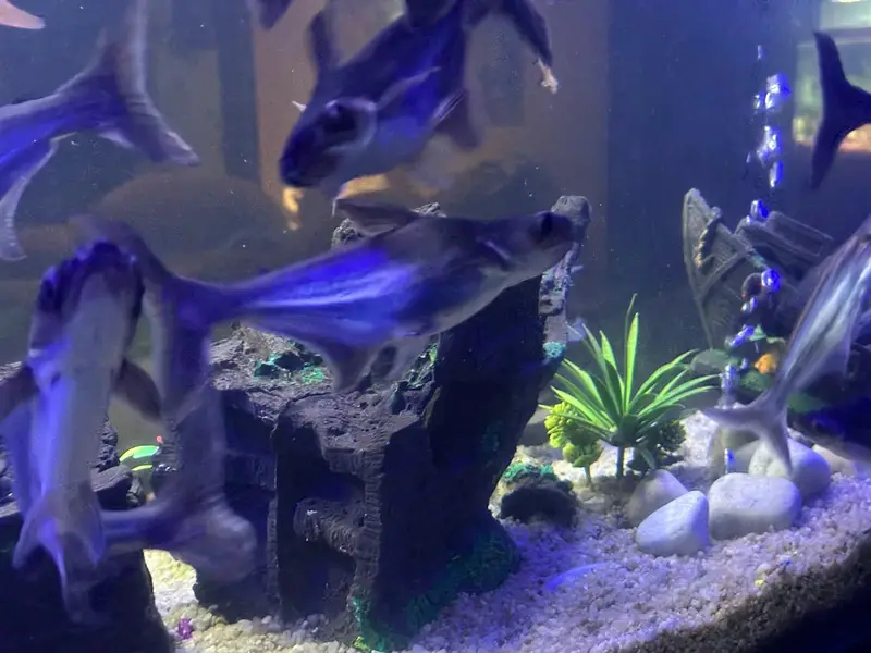 Homegrown Aquarium Fishes — photo 4